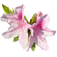azalea alphonse anderson png