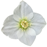 helleborus niger blomma png