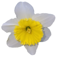 hermosa salvaje narciso flores
