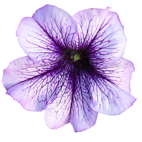 Purple pituna flower png