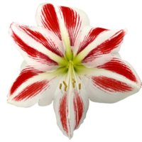 Amaryllis red and white flower png