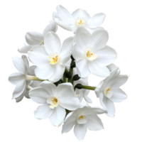 schön papierweiß Narzisse Blumen png