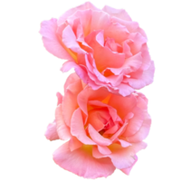 magnifique Rosa abricot bonbons fleurs png