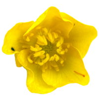 Bulbous buttercup flower png