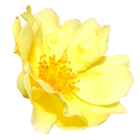 Beautiful Rosa 'Harison's Yellow's Flowers png