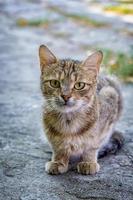 European cat portrait. Portrait of beautiful cat. Cute three color cat. European short haired cat. photo