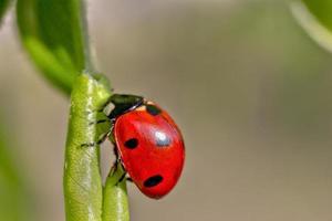 Beautiful red ladybug crawling on a green leaf, Beautiful natural background. photo