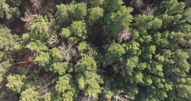 vlucht over- de kronen pijnboom en bladverliezend Woud video