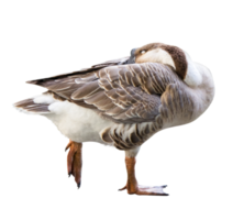 sleeping goose isolated png