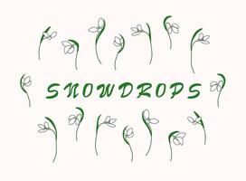 Set snowdrops. Vector illustration. First flowers. Several isolated flowers in different positions.