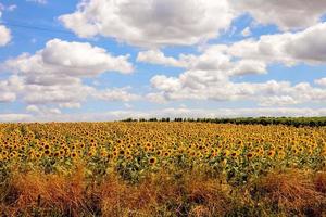 Sunflower field in summer photo