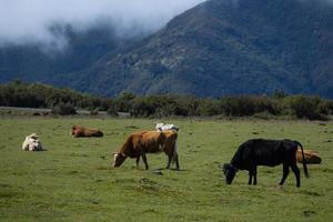 Cows in a pasture in the middle of a green mountains landscape, idyllic and peaceful. photo