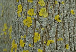 Moss on the tree trunk. Wooden texture. photo