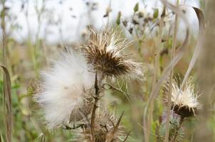 Thistle head closeup picture. Nature background. Soft focus and bokeh. photo