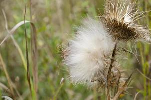 Thistle head closeup picture. Nature background. Soft focus and bokeh. photo