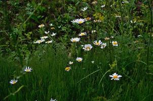 Spring chamomiles in the green grass. Nature picture. photo