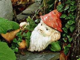 Garden gnome in ivy photo