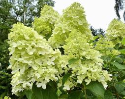 Paniculata hydrangea Limelight photo