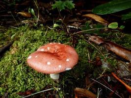 Amanita muscaria poisonous mushroom photo