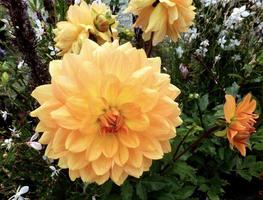 Radiant gold Karma dahliaa photo