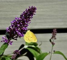 despejado azufre mariposa en Buddleia floración foto