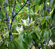 montaña magnolia, magnolia fraseri foto