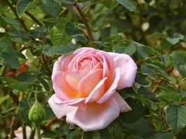 Evelyn shrub rose photo