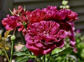 Darcy Bussell Inglés Rosa foto