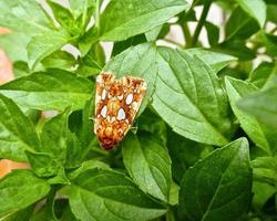 Silver-spotted fern moth photo