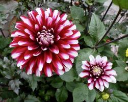 Beautiful red and white dahlia photo