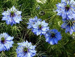 Love-in-a-mist, Nigella damascena, photo