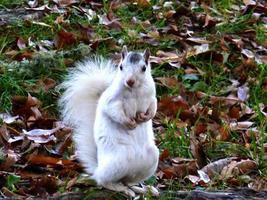 White squirrel in western North Carolina photo
