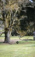 Tire swing hanging from weeping willow tree photo