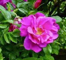 'Hansa' rose with crimson purple blooms photo
