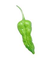 green chilli pepper isolated on white background. photo