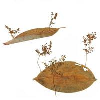 Oshibana or herbarium. Islands and trees from dried plants. Isoleted elements on a white background photo