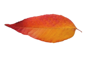 Orange Blatt isoliert auf ein transparent Hintergrund png