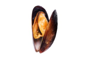 oesters geïsoleerd Aan een transparant achtergrond png