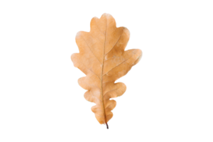 Dried leaf isolated on a transparent background png