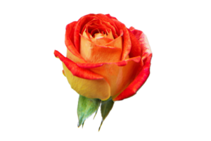 Red rose flower isolated on a transparent background png