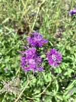 Summer Thistle flowers photo