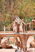 Camel in Morocco photo