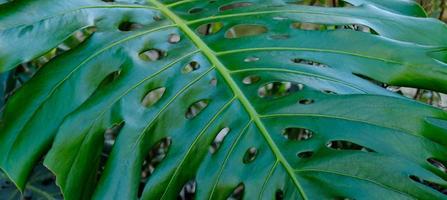 Green leaves of plant Monstera grows in wild climbing tree jungle, rainforest plants evergreen vines bushes. photo