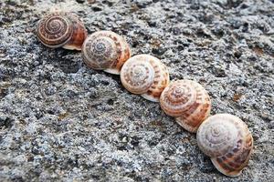 Snails shells on gray stone photo