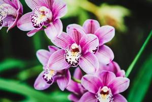 Boat orchid flower spike with pink flowers, close-up photo