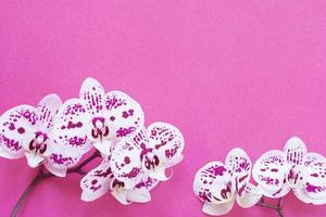 pink background with white orchid flowers photo