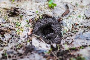 Burrow hole made by vole mouse in the ground in spring photo