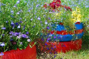 Garden flowers planted in old tires painted in bright colors, DIY garden decoration photo