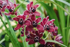 Wine red Cymbidium orchid blooming in botanical garden, photograph photo