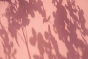 Plant shadows on the pink wall for trendy background photo